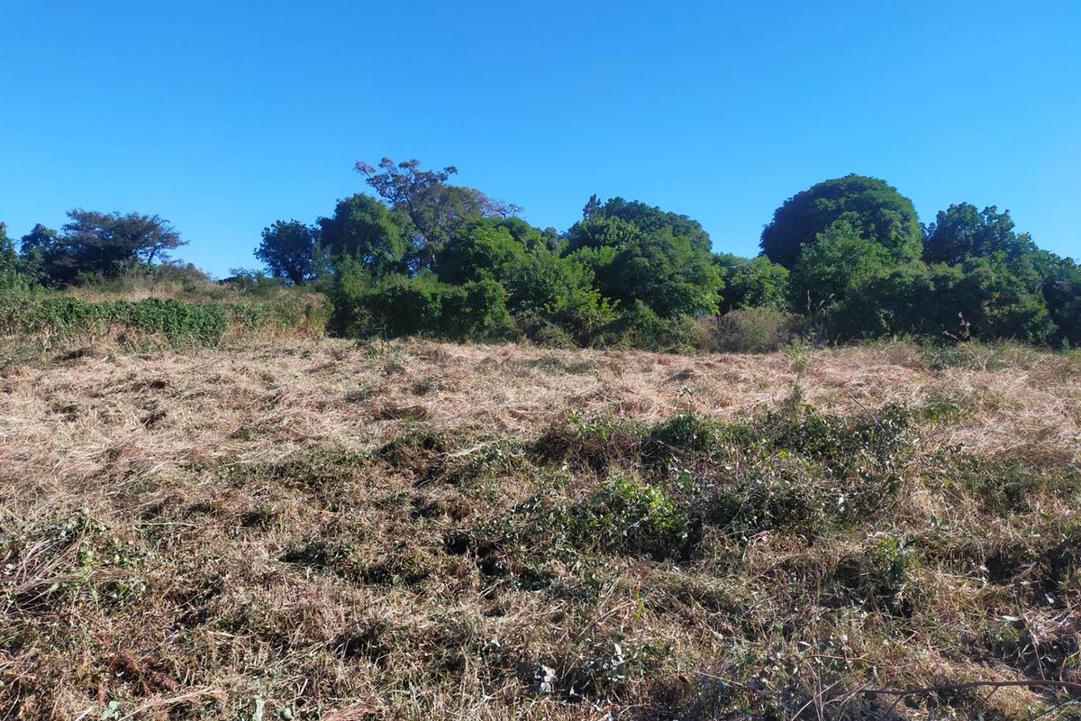 A view of a cleared residential plot featuring natural vegetation and mature trees, suitable for future development.