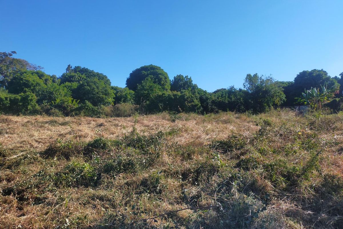 A view of a vacant residential plot featuring cleared dry grass and mature trees in the background under a clear blue sky.