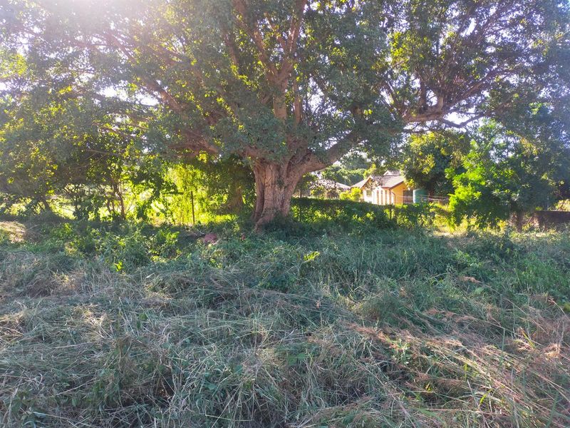 A view of a vacant residential plot featuring a large mature tree and overgrown grass, with neighboring properties visible in the background.