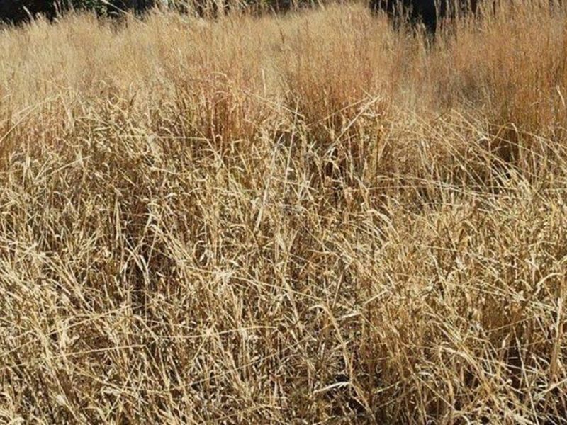 Vacant Land For Sale in Paulpietersburg, KwaZulu Natal - Photo 3