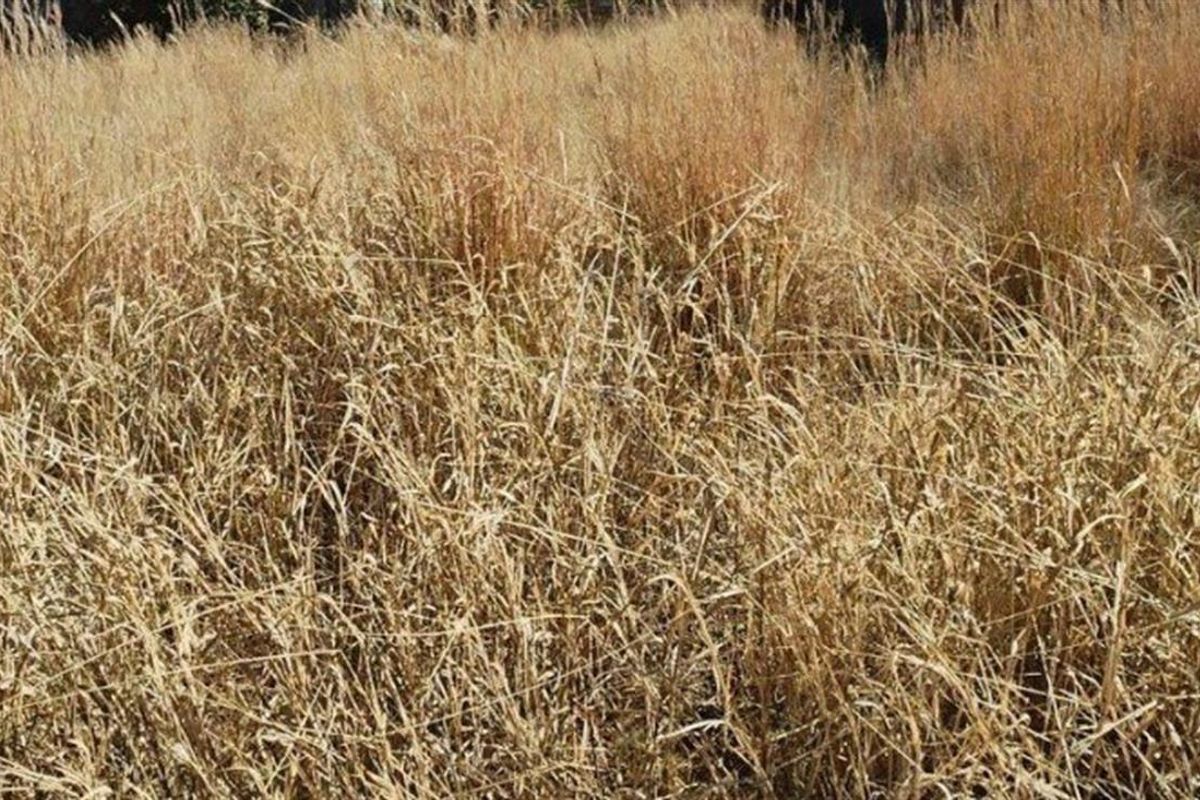 Vacant Land For Sale in Paulpietersburg, KwaZulu Natal - Photo 3