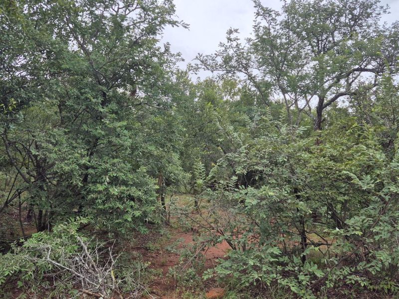 Plot against the slopes of the Drakensberg Mountains with Limpopo view - Photo 9