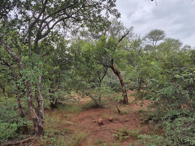 Plot against the slopes of the Drakensberg Mountains with Limpopo view - Photo 8