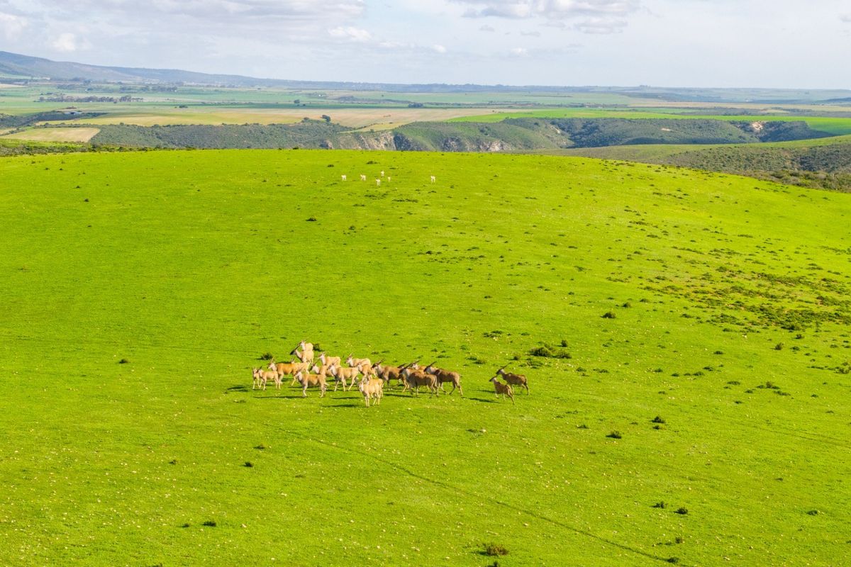 An expansive aerial view of the farm's lush green grazing pastures, showcasing the vast open landscape and natural terrain.