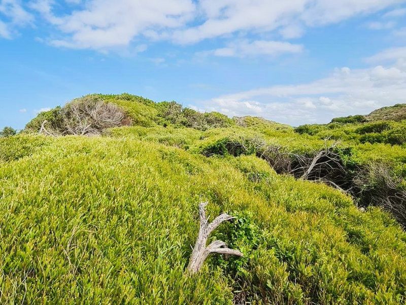 A view of the natural coastal vegetation and landscape on this vacant residential property.