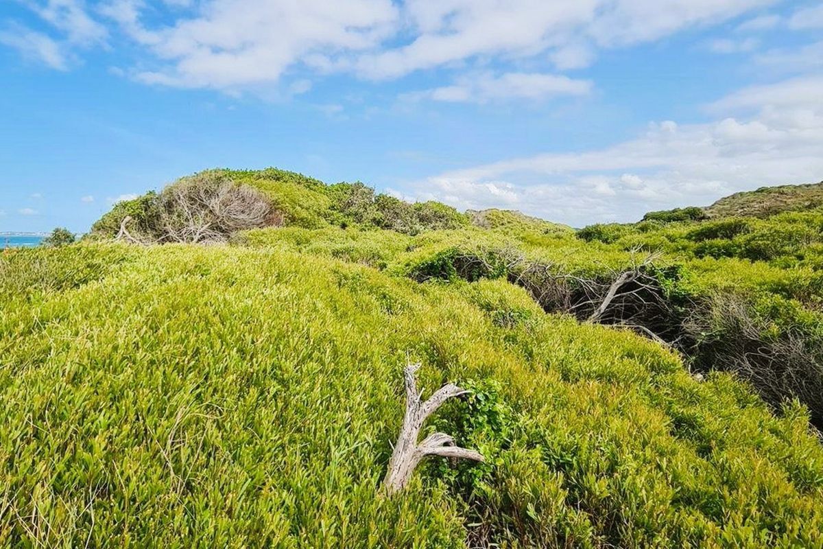 A view of the natural coastal vegetation and landscape on this vacant residential property.