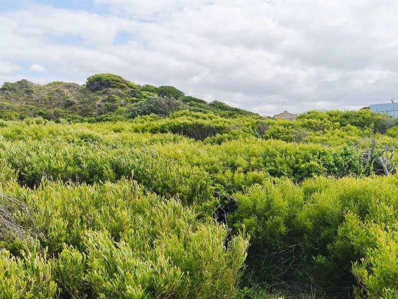 A view of the vacant residential land featuring dense native coastal vegetation and shrubbery.