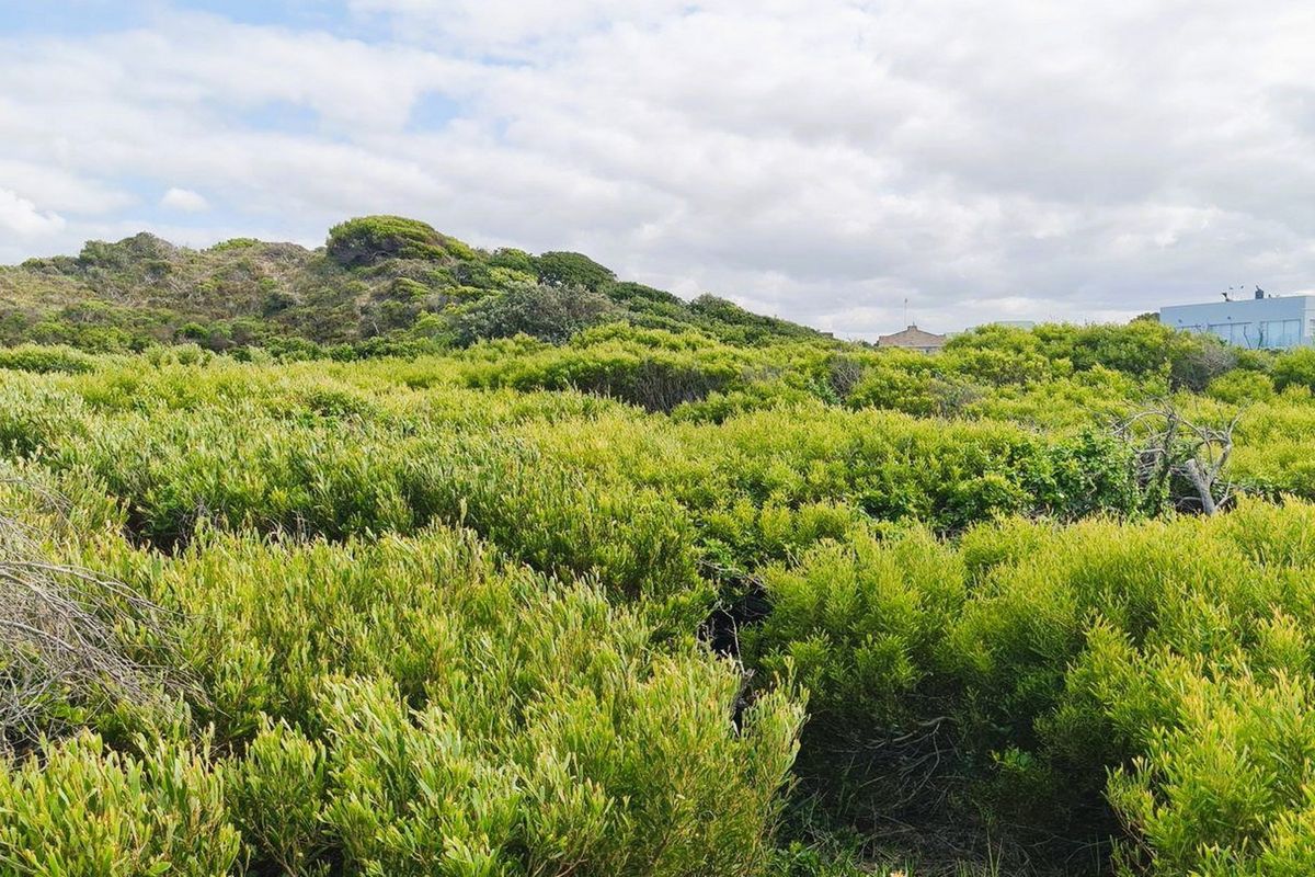 A view of the vacant residential land featuring dense native coastal vegetation and shrubbery.
