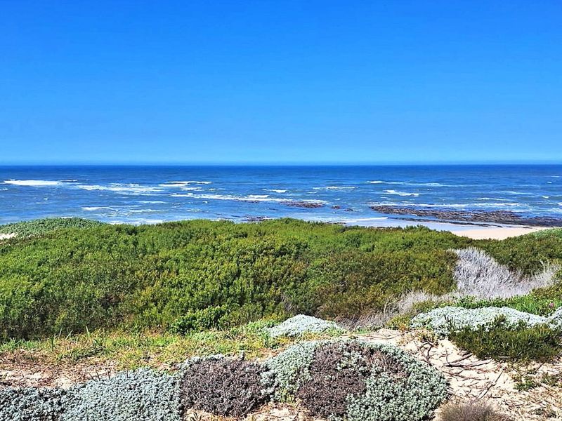 A scenic view of the coastline featuring native coastal vegetation, sandy dunes, and an expansive ocean horizon.