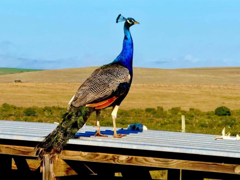 Farm For Sale in Mossel Bay Rural, Mossel Bay - Photo 6