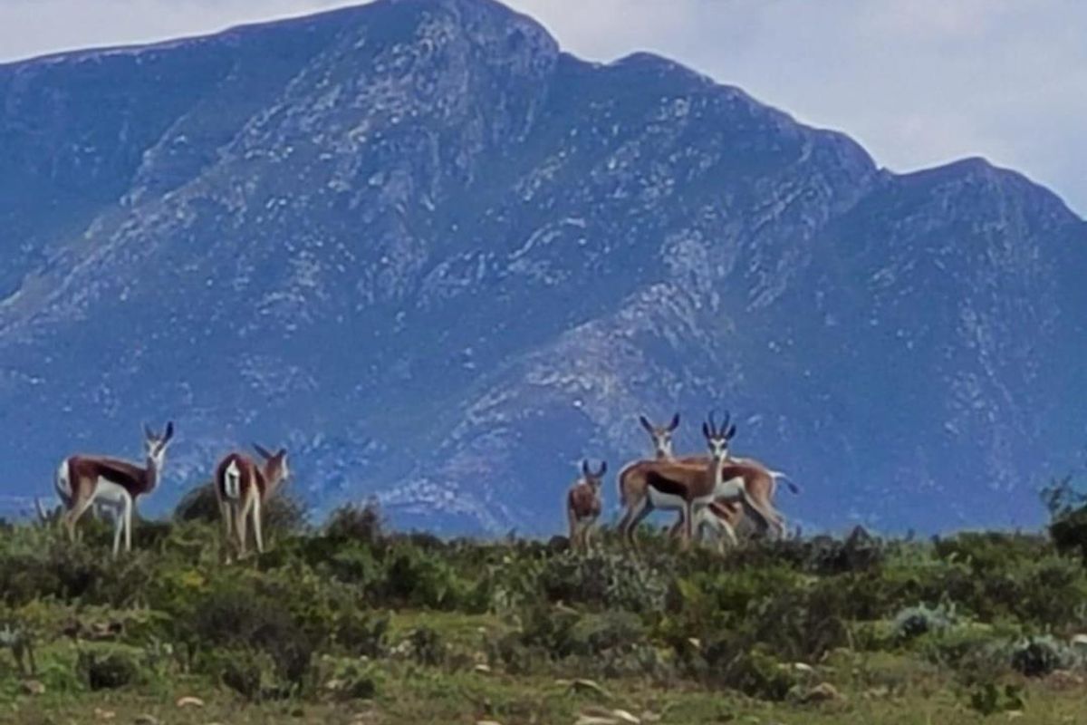 A scenic landscape view featuring a herd of springbok grazing in an open field with a prominent mountain range in the background.
