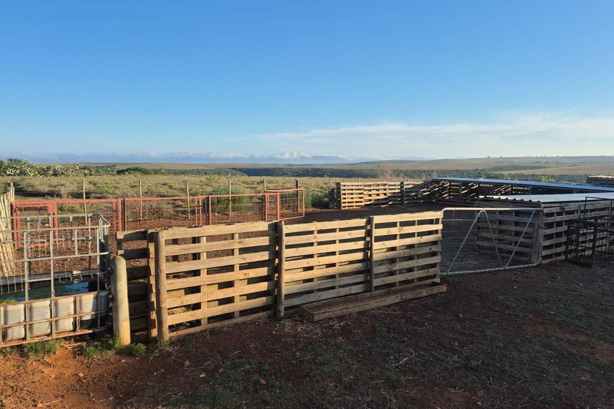 Outdoor livestock handling area featuring wooden pallet enclosures, metal fencing, and a water trough set against a rural landscape.