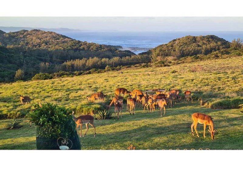 Elegant Coastal Living for the Discerning  Buyer in a Prestigious Estate - Cypraea Sands - Photo 7