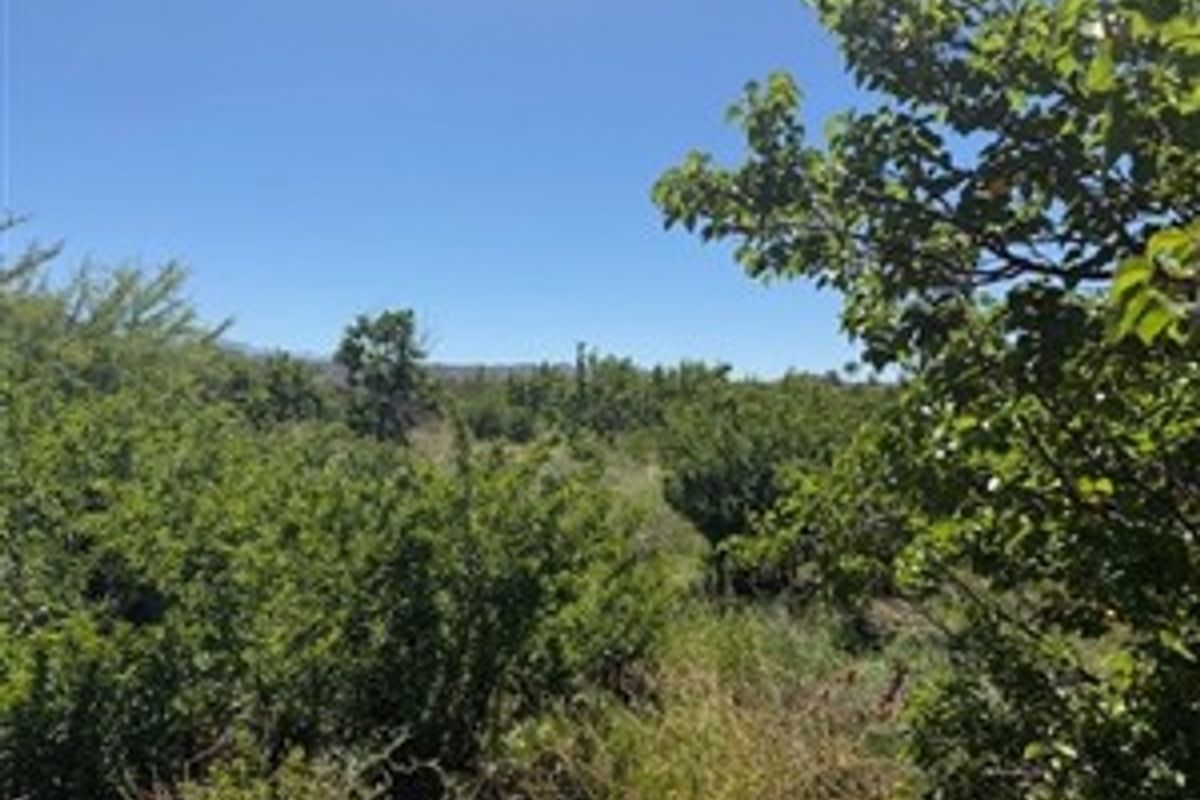 A view of the natural landscape and vegetation on the residential vacant land plot.