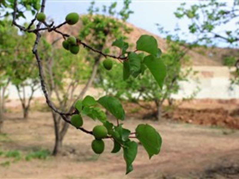 Vacant Land For Sale in Calitzdorp - Photo 1