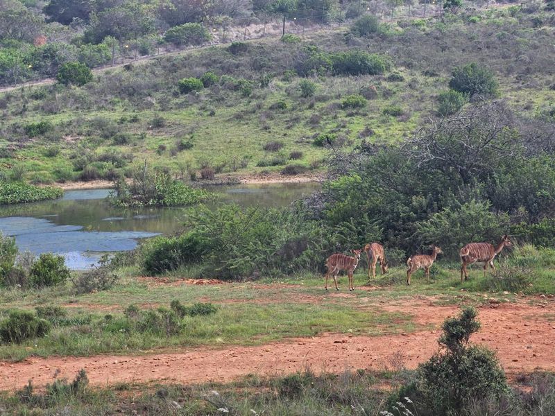 Vacant Land For Sale in Outeniquasbosch, Hartenbos - Photo 8