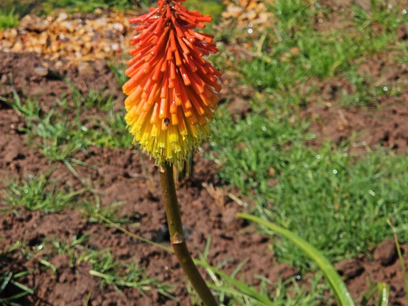 A close-up view of a red and yellow Kniphofia flower growing in the soil of the vacant residential land.