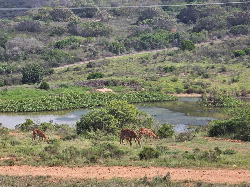 Vacant Land For Sale in Outeniquasbosch, Hartenbos - Photo 8