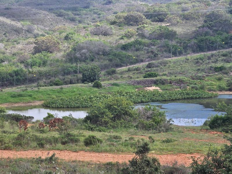 A scenic view of the vacant residential land featuring natural vegetation, a small pond, and surrounding hilly landscape.