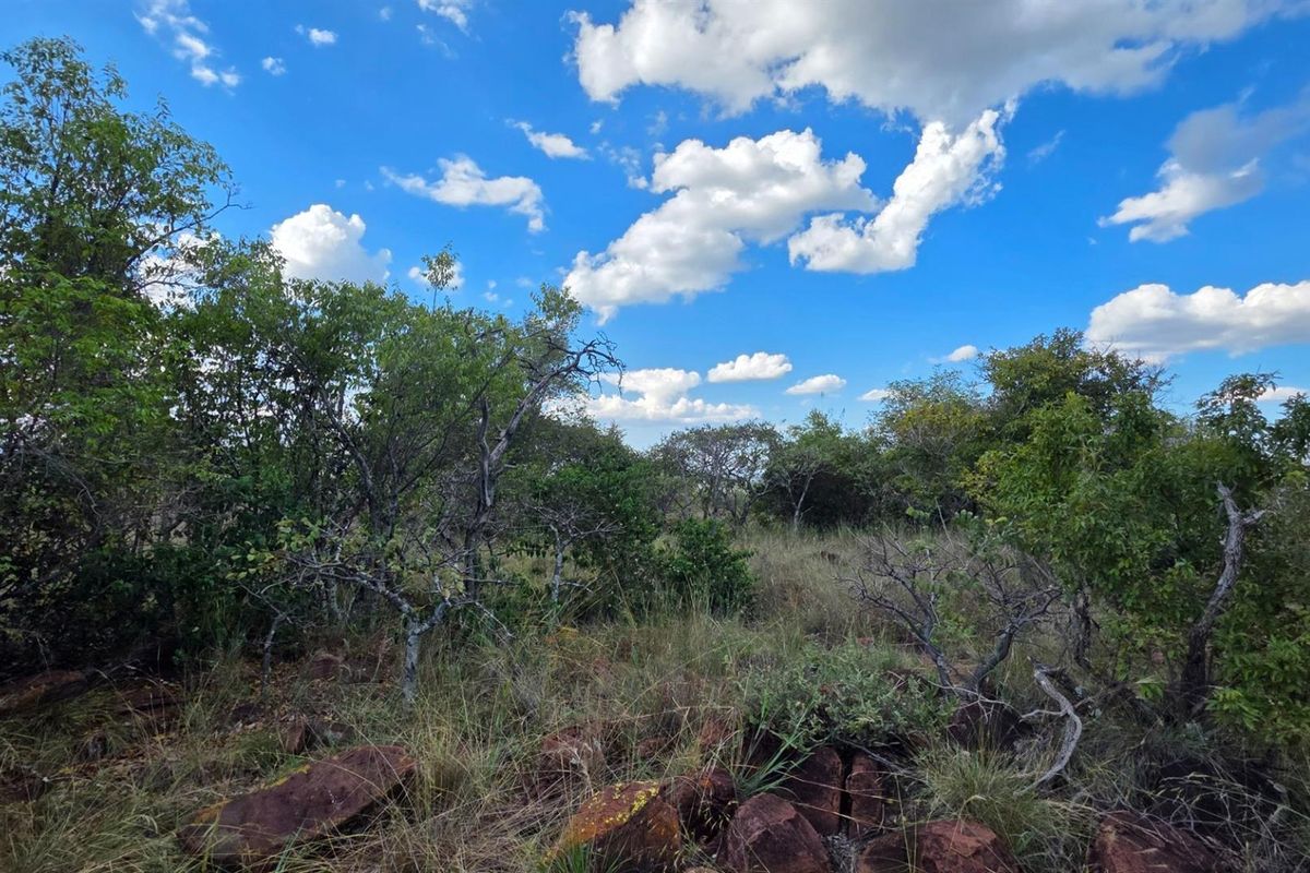 A view of the natural, undeveloped residential land featuring native trees, shrubs, and rocky ground cover under a clear blue sky.