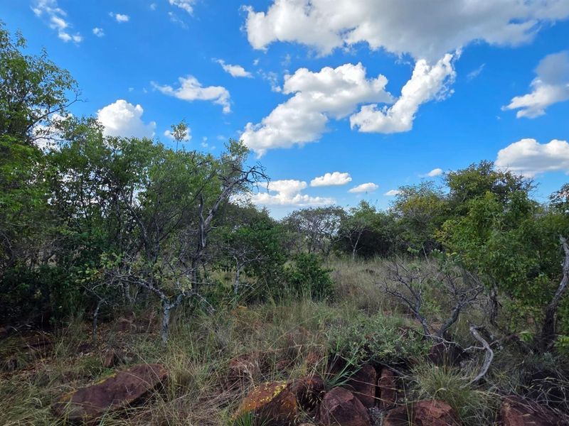 A view of the natural, undeveloped residential land featuring native trees, shrubs, and rocky ground cover under a clear blue sky.
