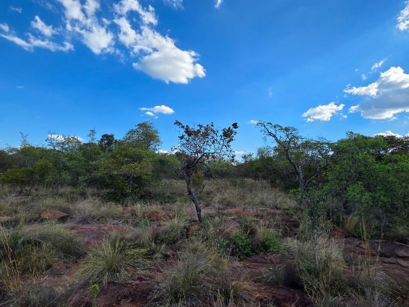 A view of the natural, undeveloped residential land featuring native trees, shrubs, and rocky ground cover under a clear blue sky.