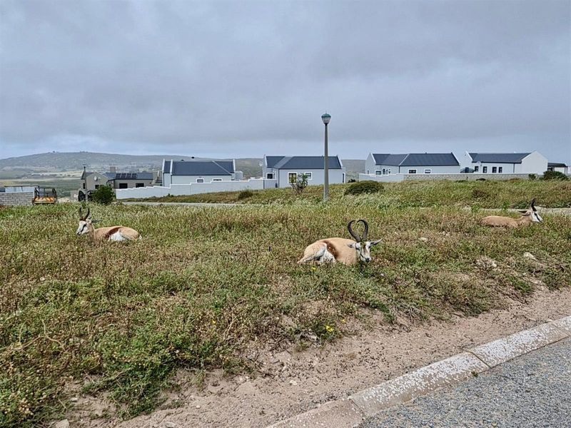 Great Investment Opportunity - 668m2 Stand in Hoogland Mountain Estate, Saldanha - Photo 5