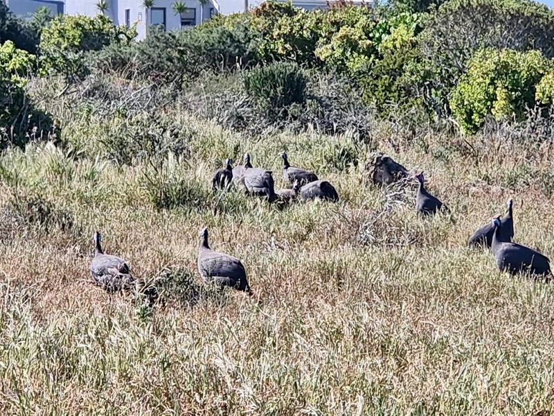 Great Investment Opportunity - 668m2 Stand in Hoogland Mountain Estate, Saldanha - Photo 4