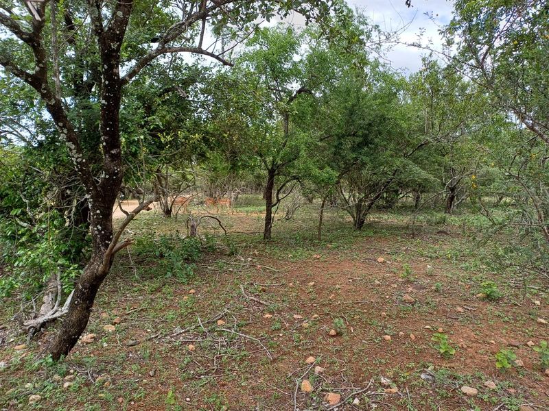 BEAUTIFULLY LOCATED CLOSE TO LIONSPRUIT - Photo 2