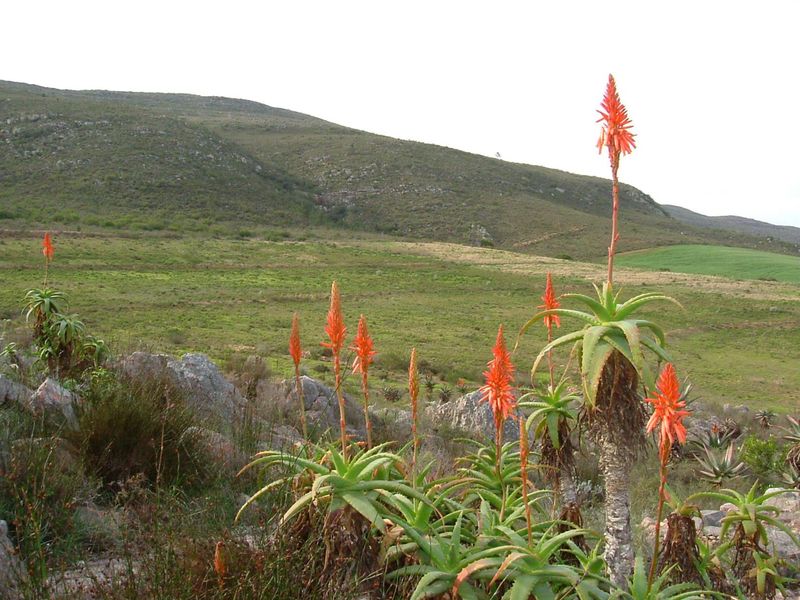 Farm For Sale in Swellendam - Vat Registered - Photo 3