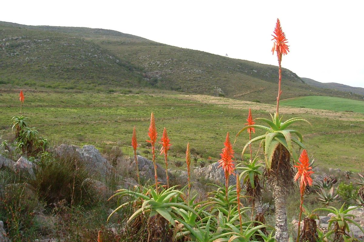 Farm For Sale in Swellendam - Vat Registered - Photo 3