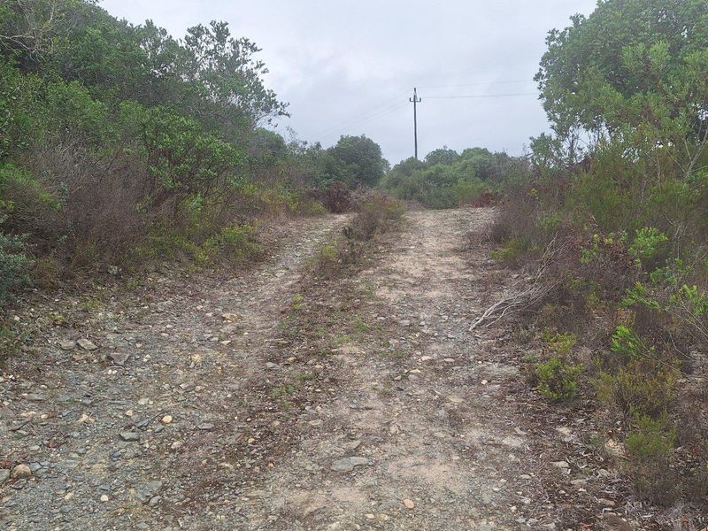 A view of a vacant residential plot featuring a natural dirt access path surrounded by indigenous vegetation and a utility pole.