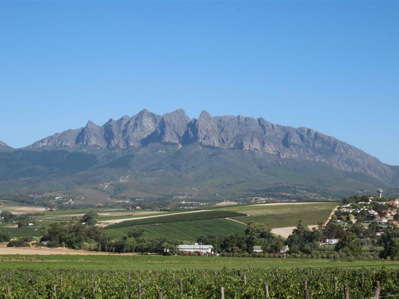A scenic landscape view featuring expansive vineyards in the foreground with a prominent mountain range in the background.