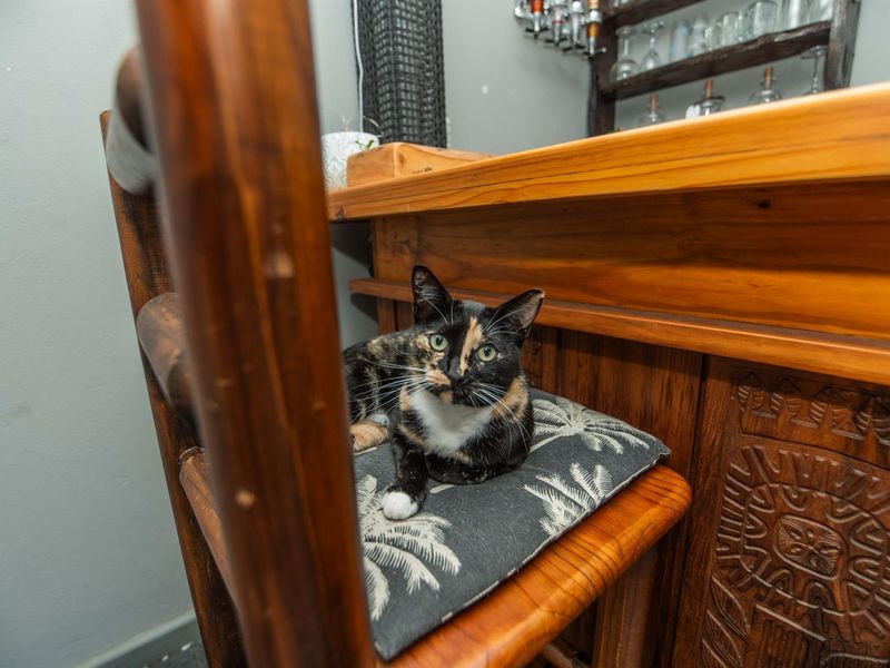 Neat, Cozy, Move In Ready Home in Parsons Vlei - Photo 9