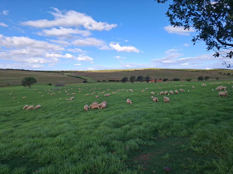 Expansive green pasture landscape on the farm, featuring rolling hills and grazing livestock under a clear blue sky.