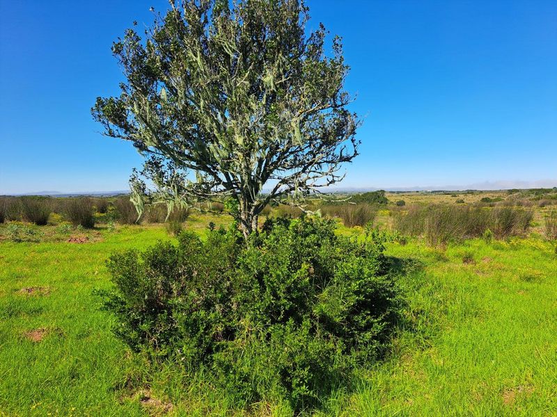 Farm For Sale in Stilbaai Rural, Stilbaai - Photo 4