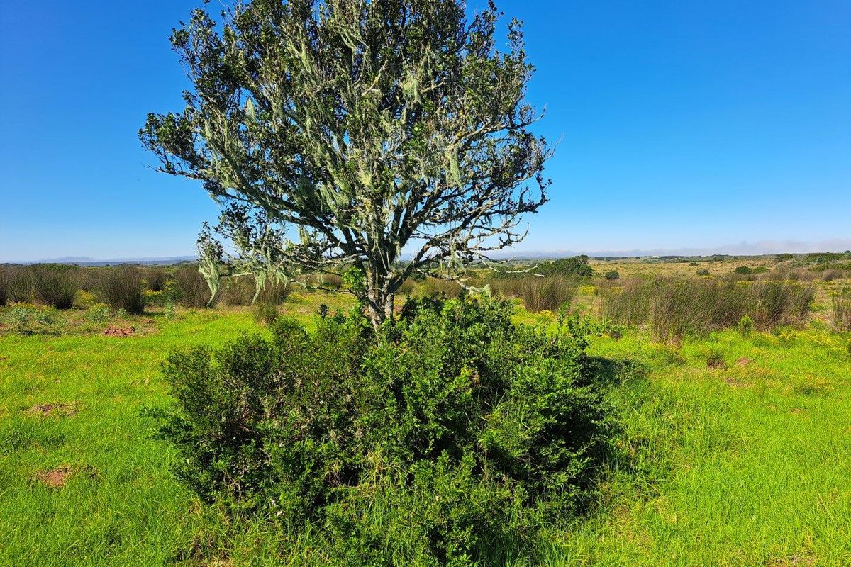 Farm For Sale in Stilbaai Rural, Stilbaai - Photo 4