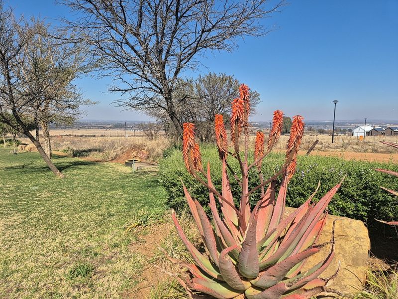 A well-maintained garden area featuring mature trees, established aloe plants, and a natural rock feature with expansive views of the surrounding landscape.