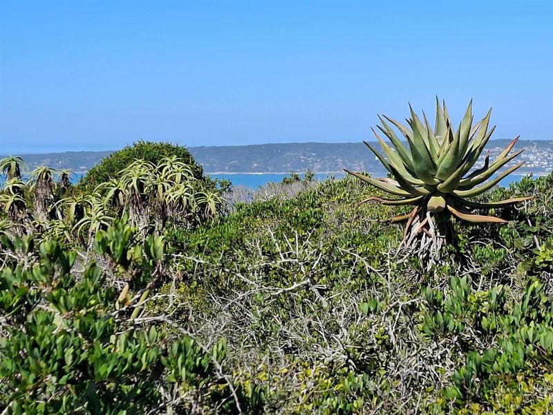 A scenic view of the coastal landscape and distant hills, featuring native vegetation and indigenous aloe plants in the foreground.