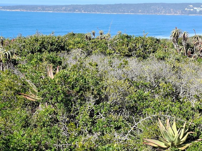 Your Gateway to Off-Grid Coastal Living in Springerbaai - Photo 10