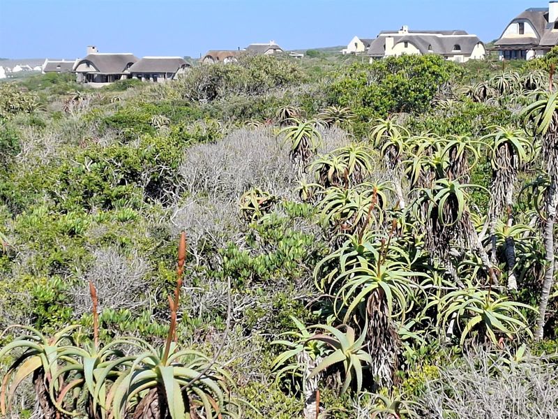 A scenic view of the vacant residential land featuring natural coastal vegetation and indigenous shrubs with neighboring properties visible in the distance.