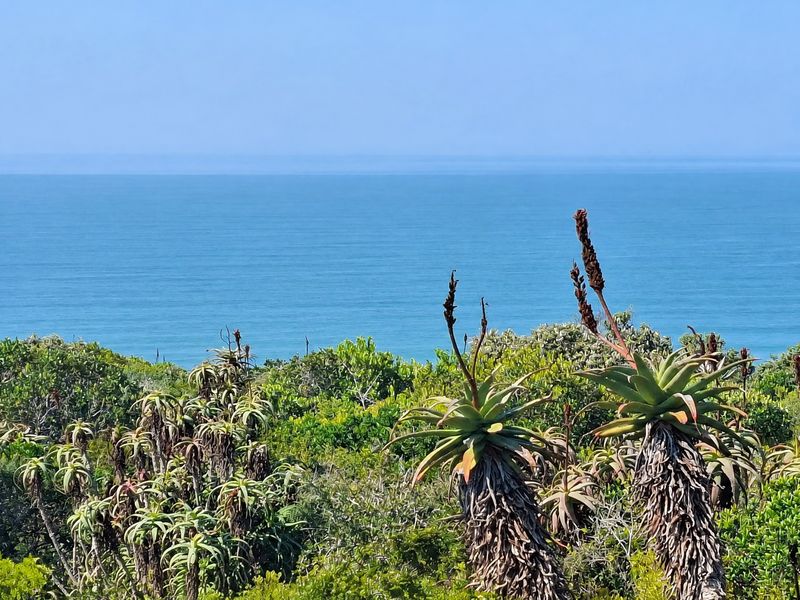 A scenic view of the ocean horizon framed by native coastal vegetation and aloe plants on the property.