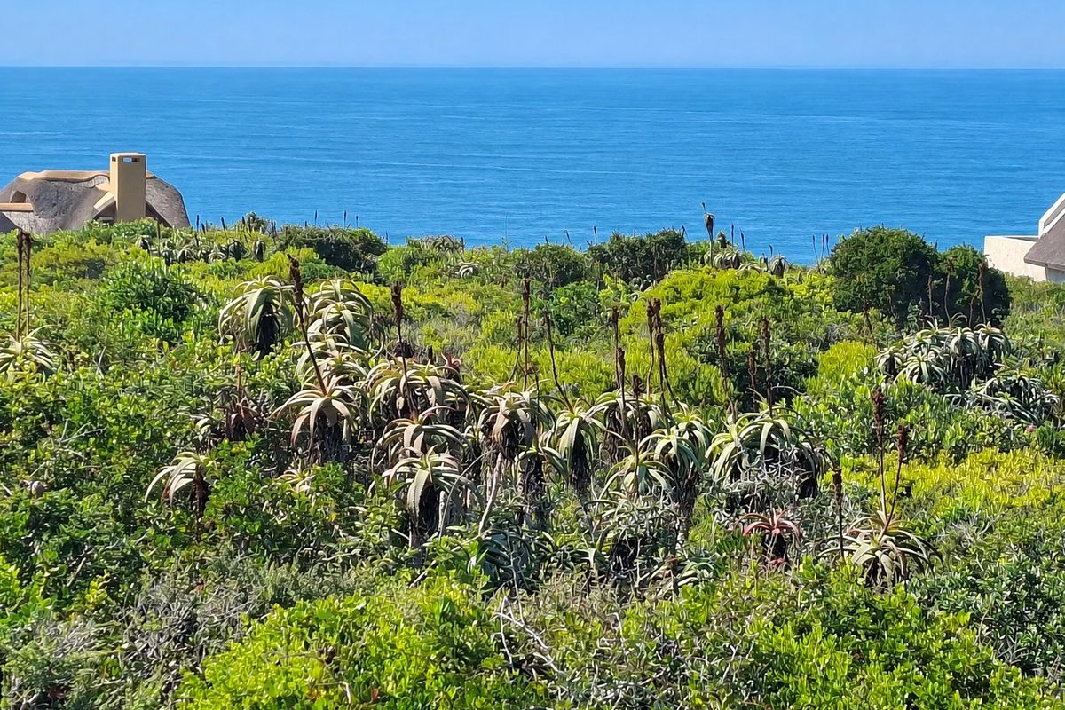 A scenic view of the ocean overlooking lush indigenous coastal vegetation and fynbos.