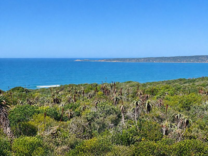A scenic view of the coastline featuring native vegetation and an expansive ocean horizon.