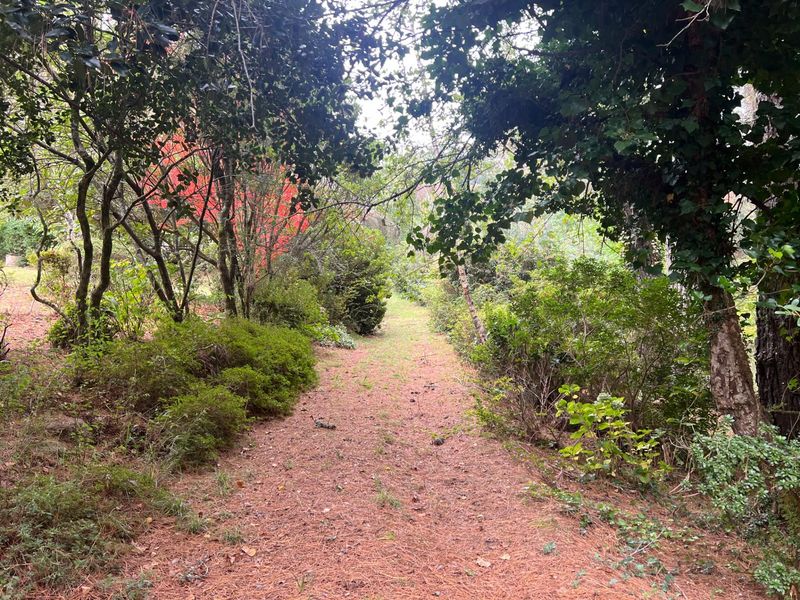 A Special Home In The Forest Amongst Tall Trees And Bird Song - Photo 1