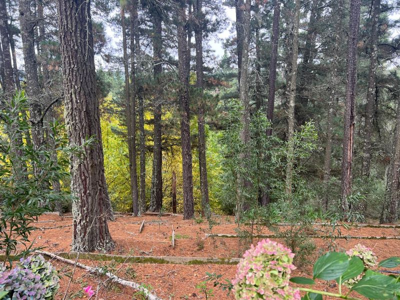 A Special Home In The Forest Amongst Tall Trees And Bird Song - Photo 7
