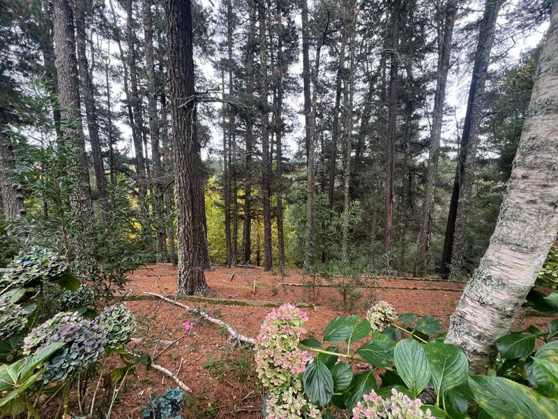A Special Home In The Forest Amongst Tall Trees And Bird Song - Photo 6