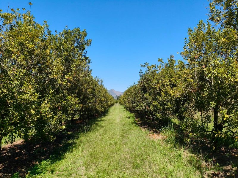 65Ha Macadamia Farm for Sale - Prime Agricultural Holding Near Nelspruit - Photo 4