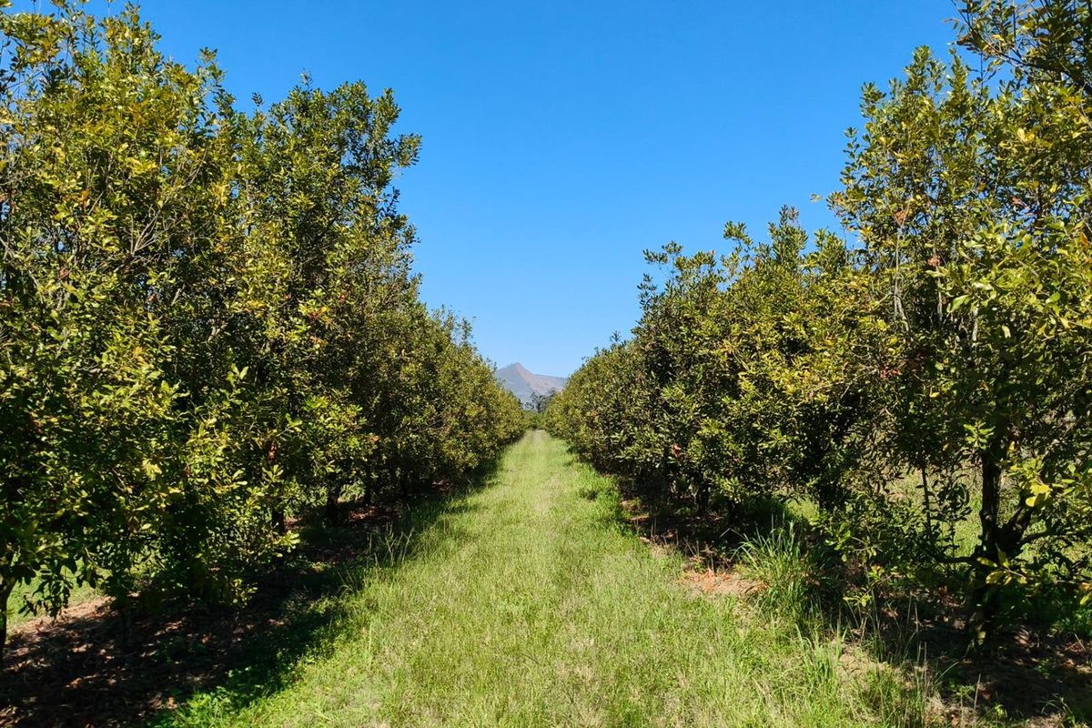 65Ha Macadamia Farm for Sale - Prime Agricultural Holding Near Nelspruit - Photo 4