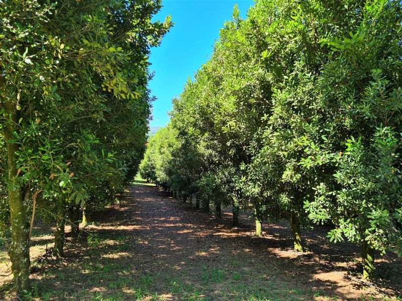 65Ha Macadamia Farm for Sale - Prime Agricultural Holding Near Nelspruit - Photo 2